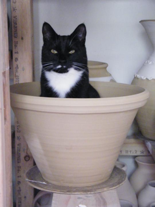 New Pots & Dunedin NZ meets Dunedin Florida!