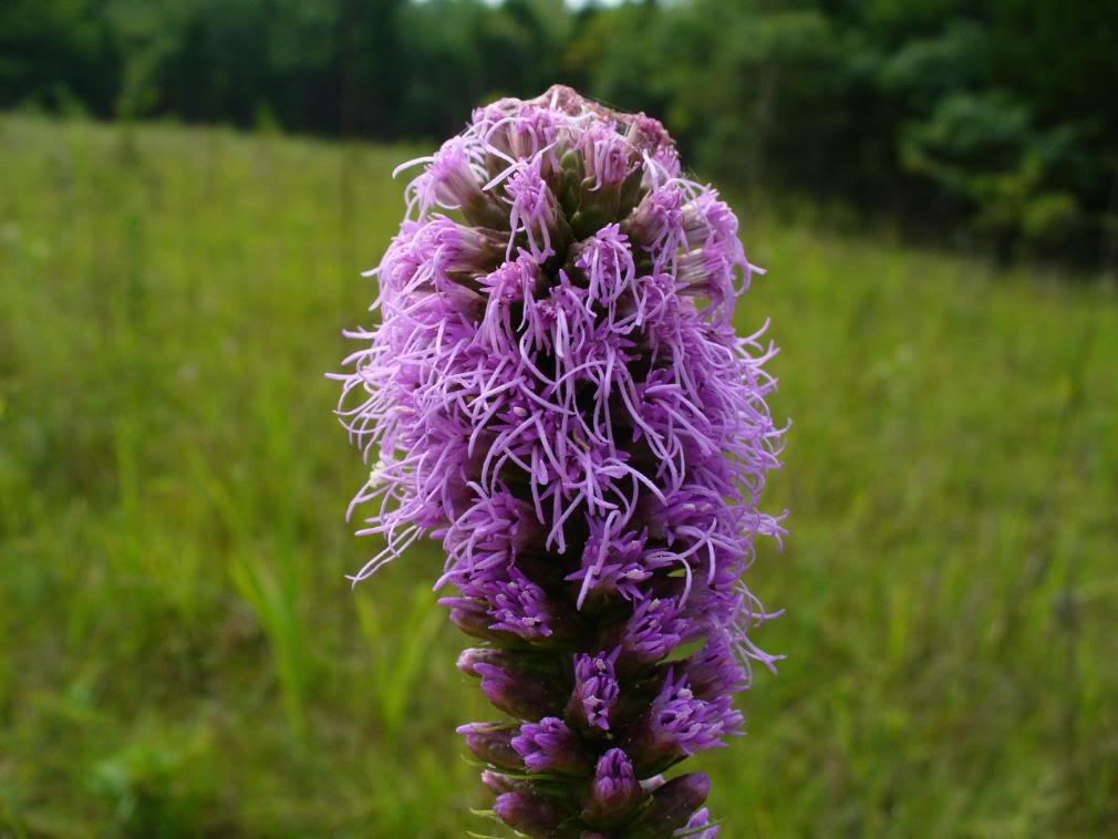 Native Plants From Alabama Liatris Aspera Blazing Star