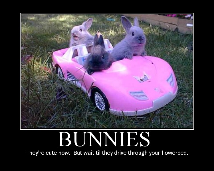 [bunnies.jpg]