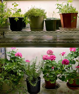 Growing Bedroom Plants