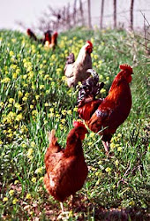 chicken village chickens feasting greek με πατάτες field