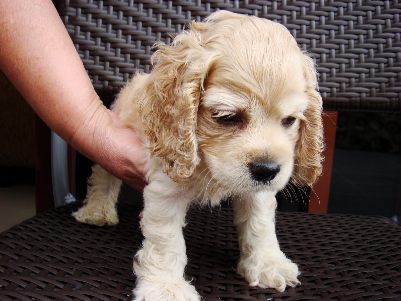 Cocker Spaniel Puppy For Sale In France