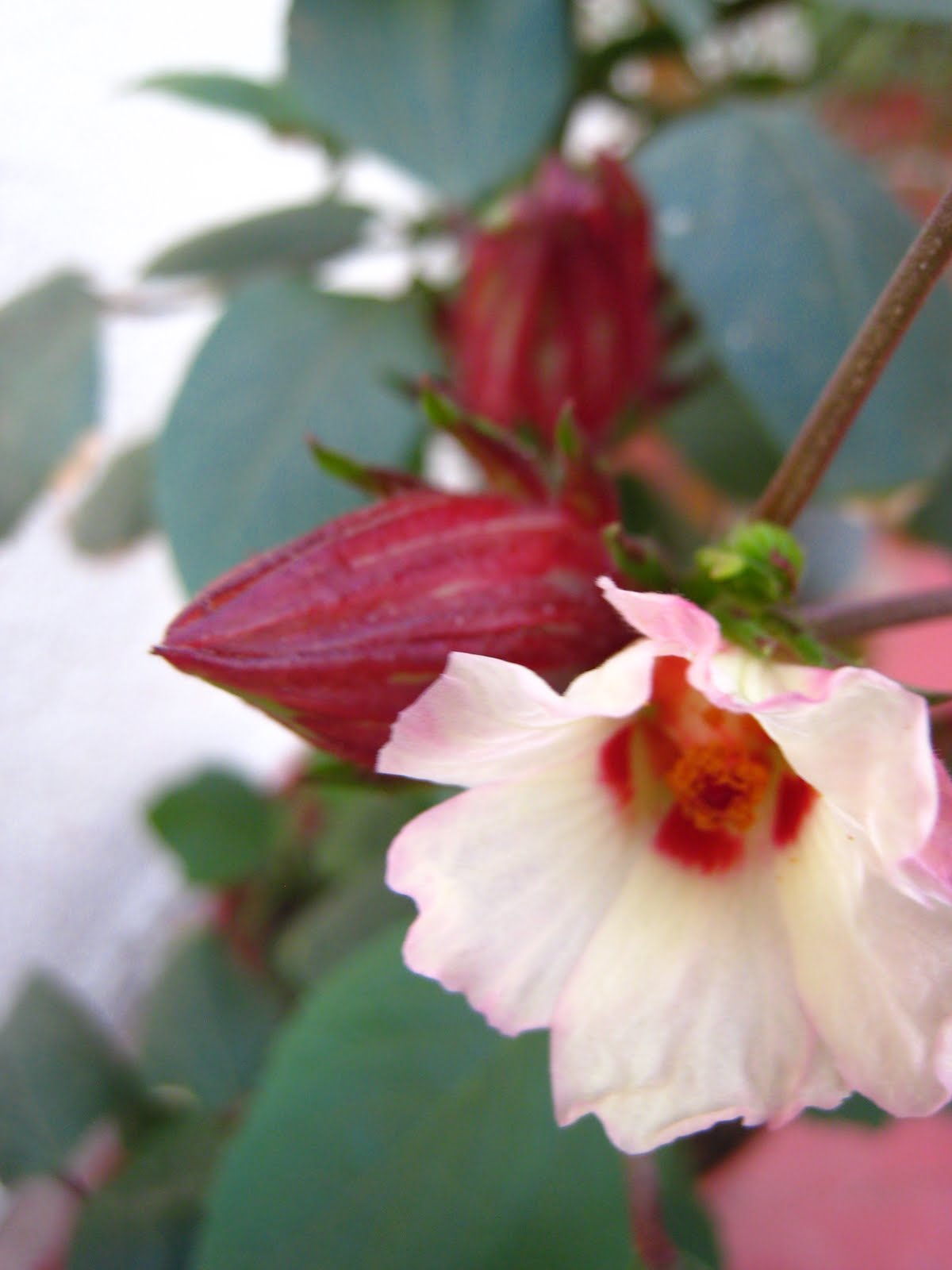 Fotografías y mas: Flor de Jamaica