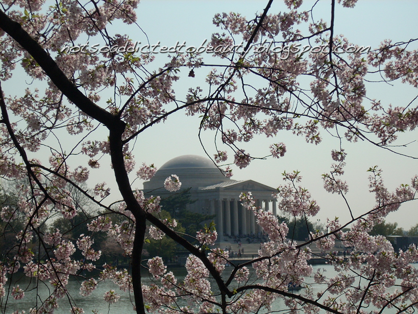 Cherry Blossoms, ¿A qué huele la primavera? Not so addicted to Beauty