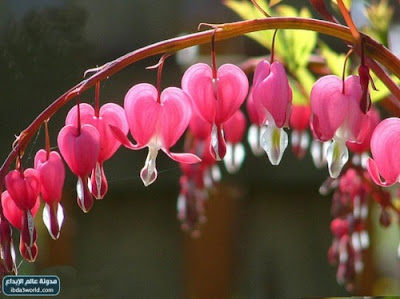 Bleeding Heart Flower? | One For All