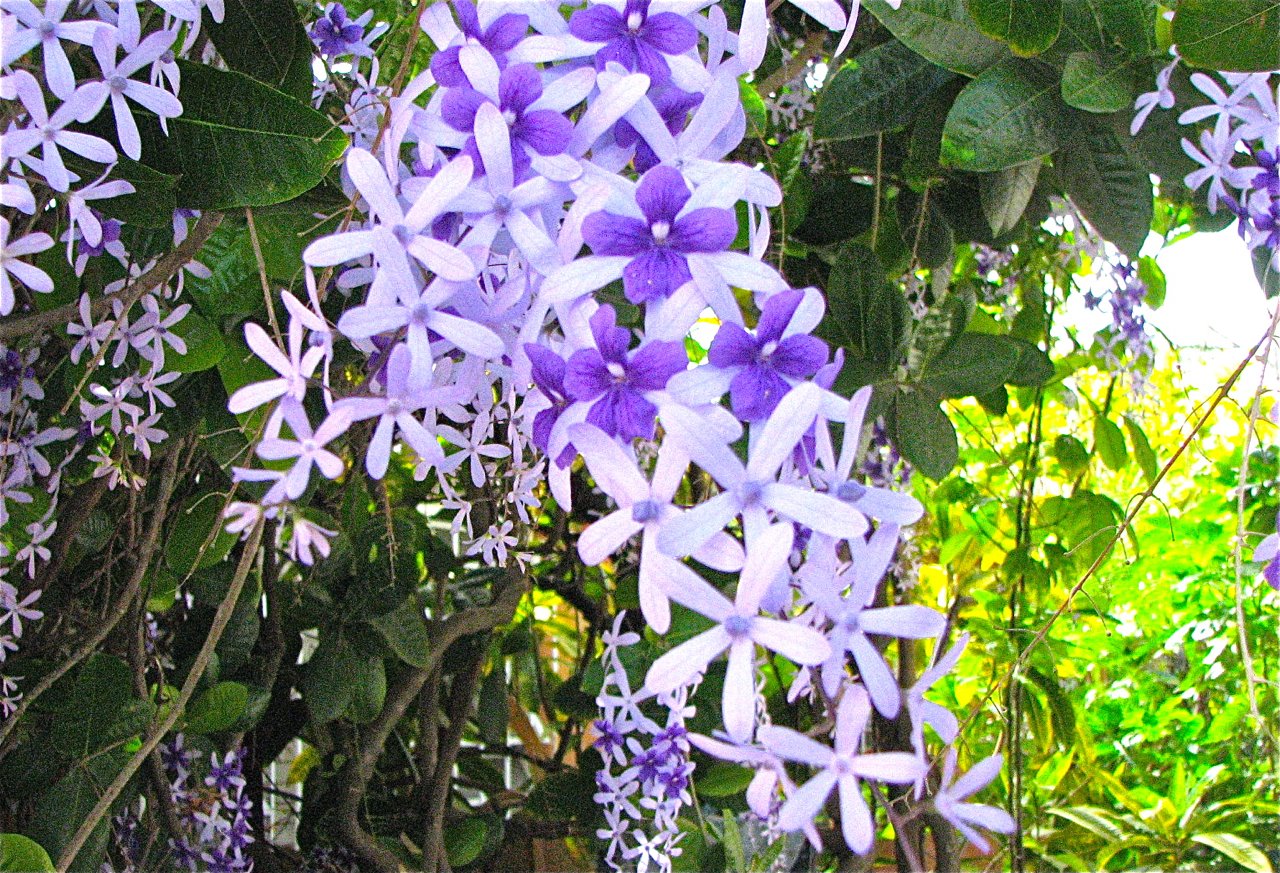 [Hyacinth?.jpg]