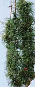 durva grass