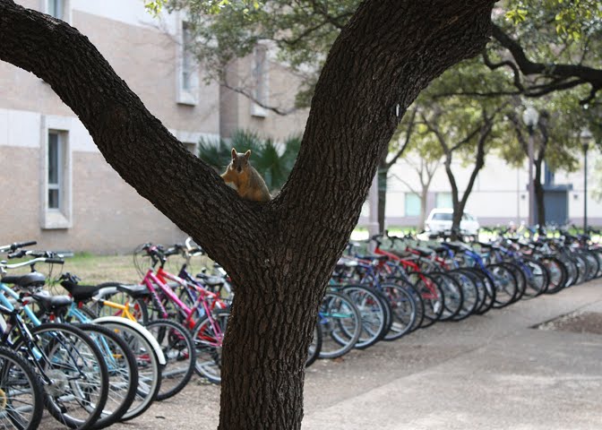 Squirrel & Bikes at Jester Dorm
