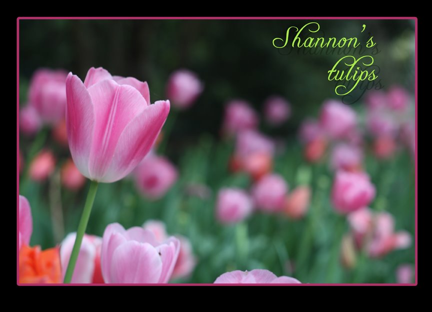 My niece Shannon's tulip photo