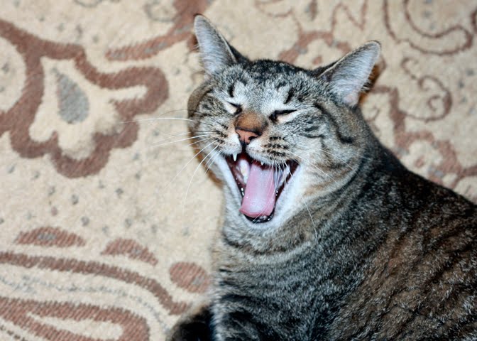 Yes it's a yawn but I can "hear" him laughing, can't you?!