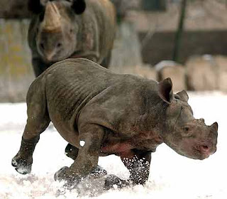 Rinoceronte corriendo sobre la nieve Rinoceronte corriendo sobre la nieve