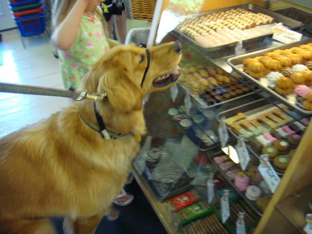 Golden retriever dog picking out treats at bakery