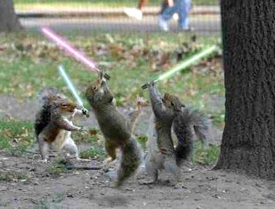 [squirrel+2.jpg]