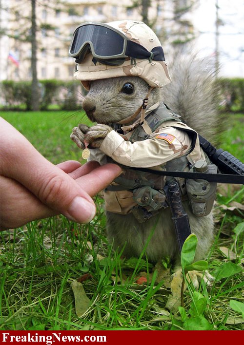 [Captain-Squirrel-Army--18488.jpg]