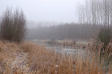 Winter in de Dordtse Biesbosch