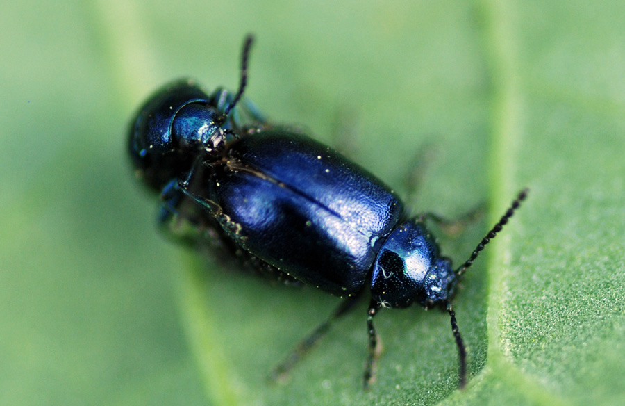 MObugs Green Dock Beetle