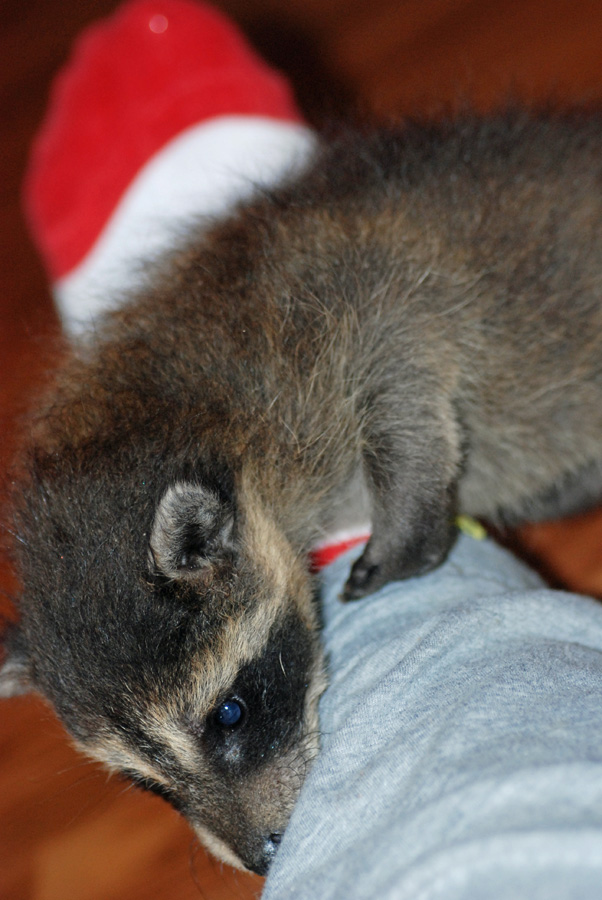 Explore Missouri Raccoon Eyes