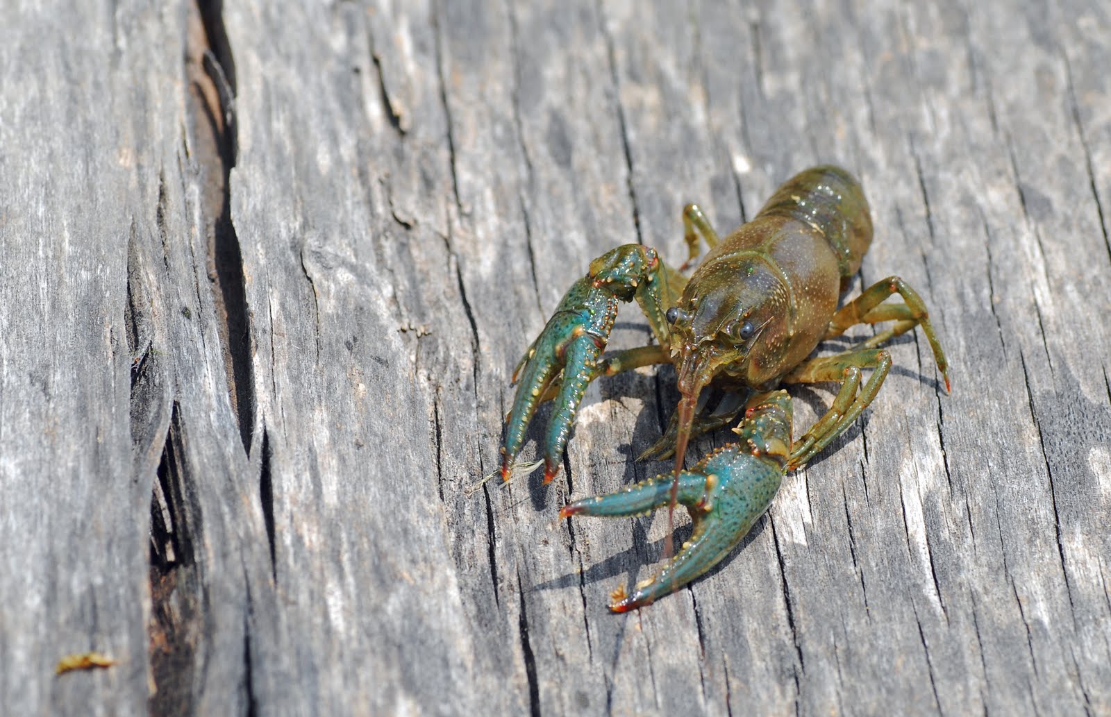 MObugs: Crawdad