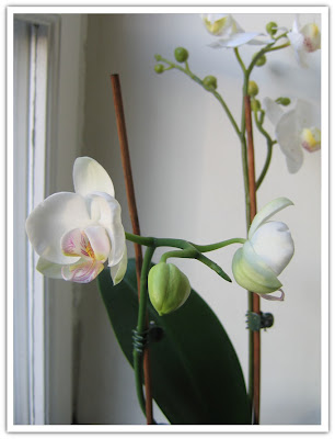Orkidé mer utslagen
