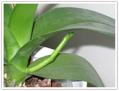 En ny 'pinne' i orkidén