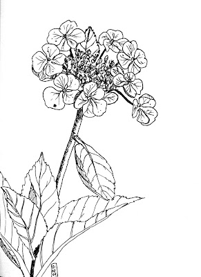 NOIR BLANC Hortensia noir-blanc-hortensia