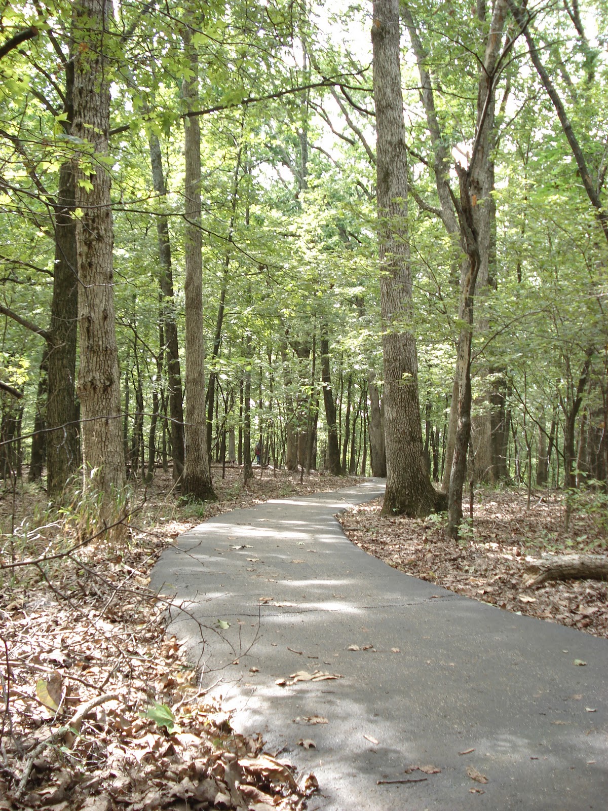 Hiking St. Louis Rockwood Reservation Trail Among the Trees