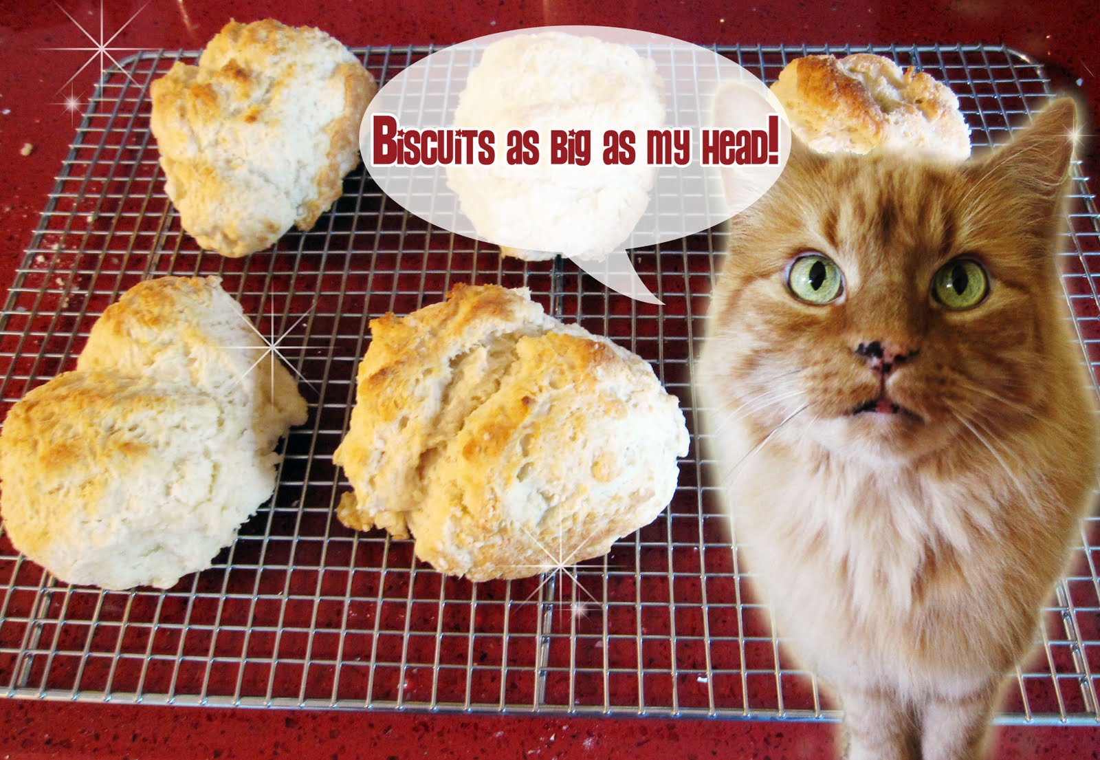  cat  head biscuits  cooks country