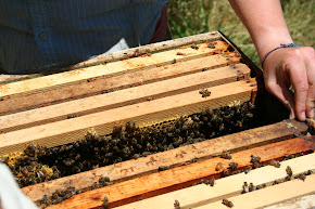 Bee Club Meeting