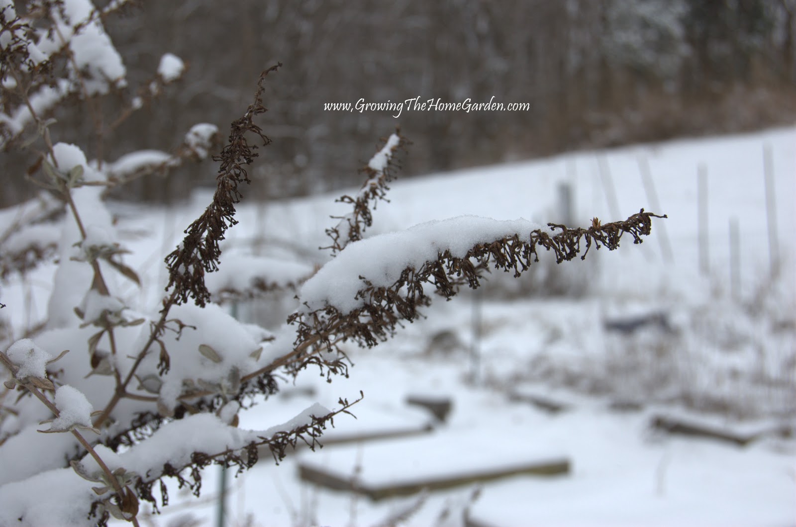 Butterfly Bush Full Grown