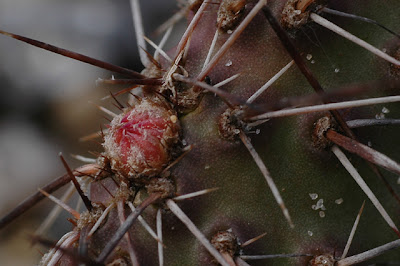 Opuntia hystricina (DJF 1138; Bernalillo County, New Mexico)