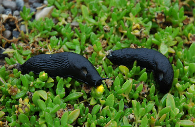 Two black slugs feasting on Delosperma
