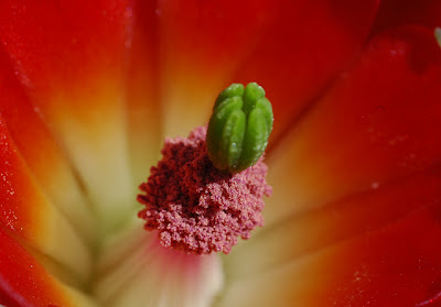 Echinocereus triglochidiatus var. mojavensis flower, close-up