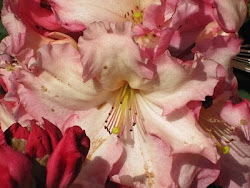 birgit connor watercolor oconnor watercolors artist paintings classes flowers workshops artists fearless tours california directory