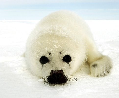 [CRIA+DE+FOCA.bmp]