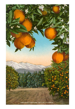 [CA-00315-C~Orange-Grove-with-Mountains-in-Background-Posters.jpg]