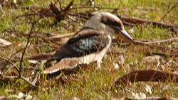 writers broken bay bird