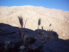hearty grasses growing in the rock