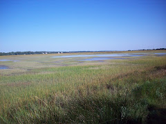 the marshes of Saint Simons