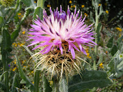 Bello cardo lila, playa Tamarit