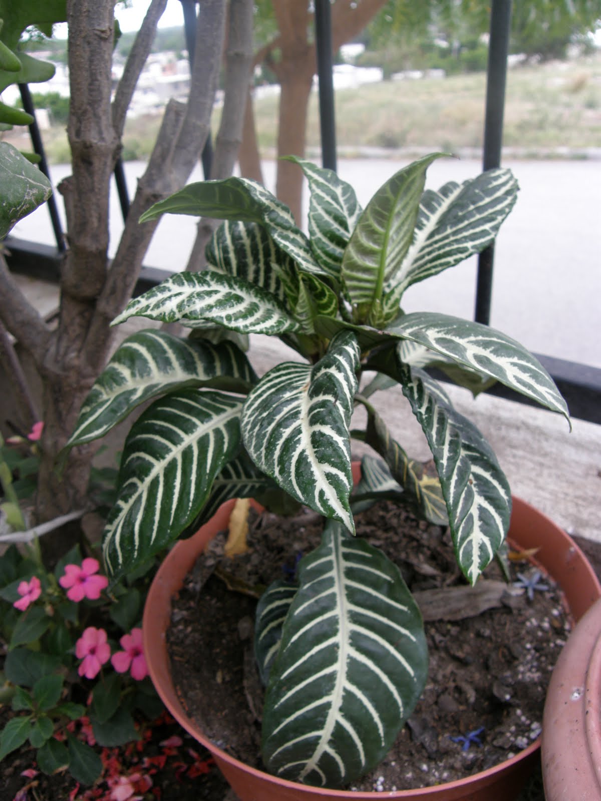 Plantas y Más: PLANTA