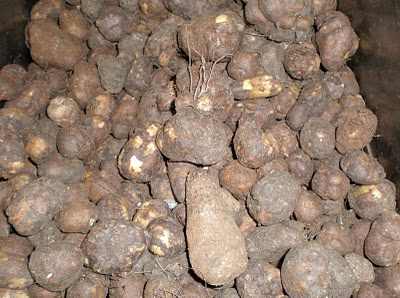 CHINESE POTATO (KOORKKA)