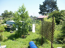 Backyard, Summer 2010