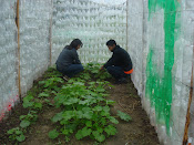 Invernadero ecológico en Oaxaca