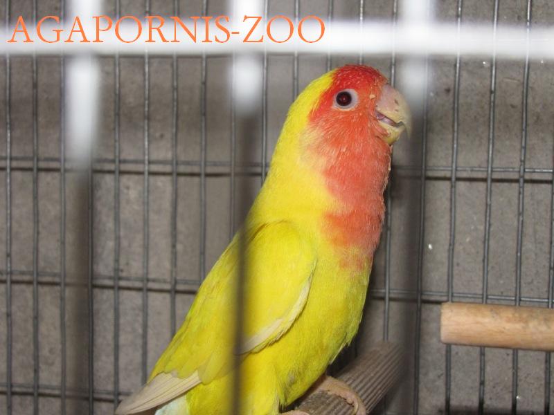 AGAPORNIS-ZOO