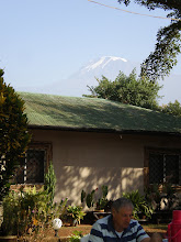 Honey Badger garden & Kilimanjaro