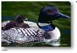 Loon With Babies