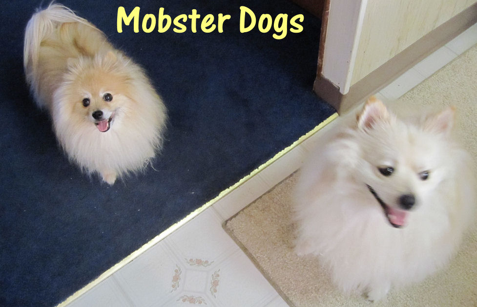 [mobsterdogs.jpg]