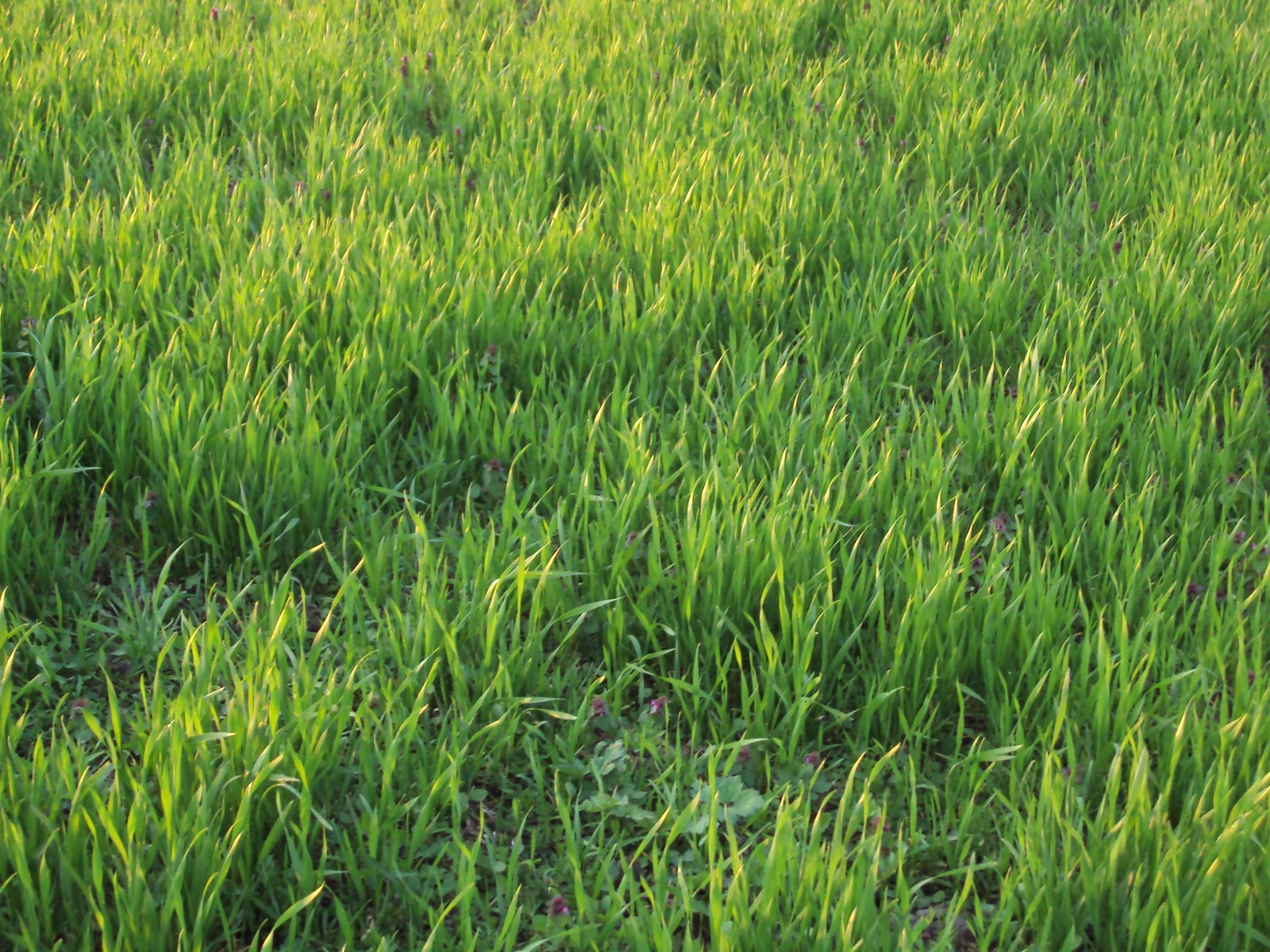 Ганжа трава выращивание конопли видео скачать
