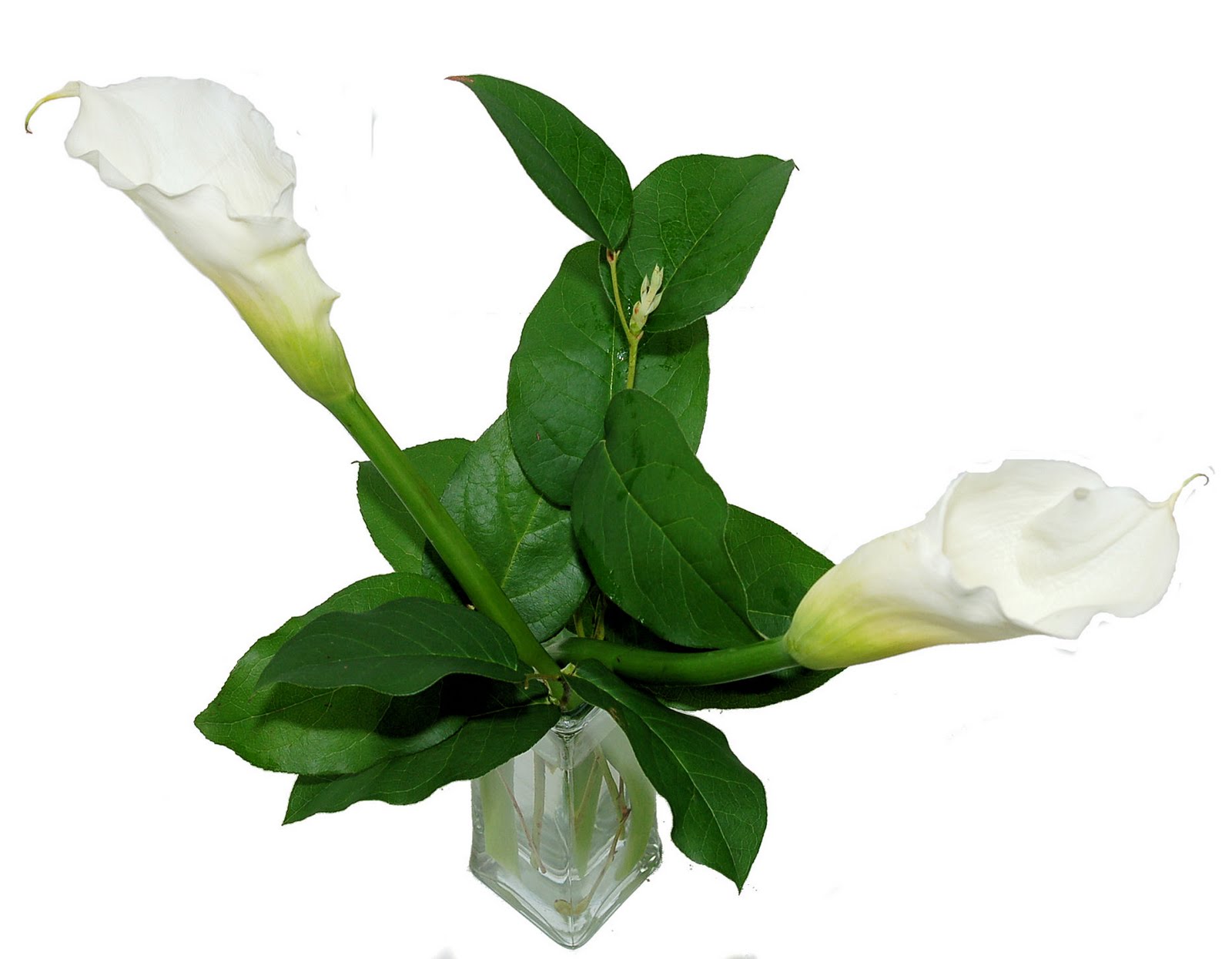 Flowers Calla Lilies