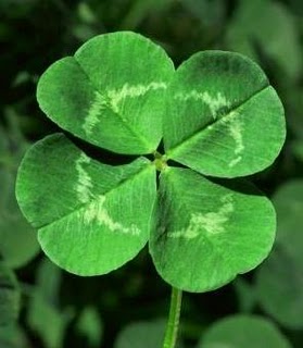 [shamrock+3.jpg]